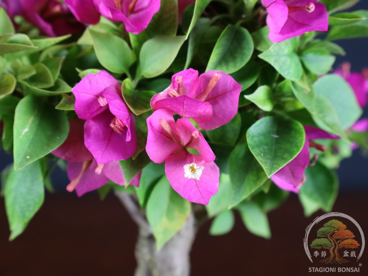 Bougainvillea mini Thai - fascia 55 € - immagine 6