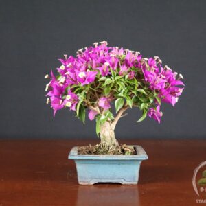 Bougainvillea Glabra - fascia 65 €
