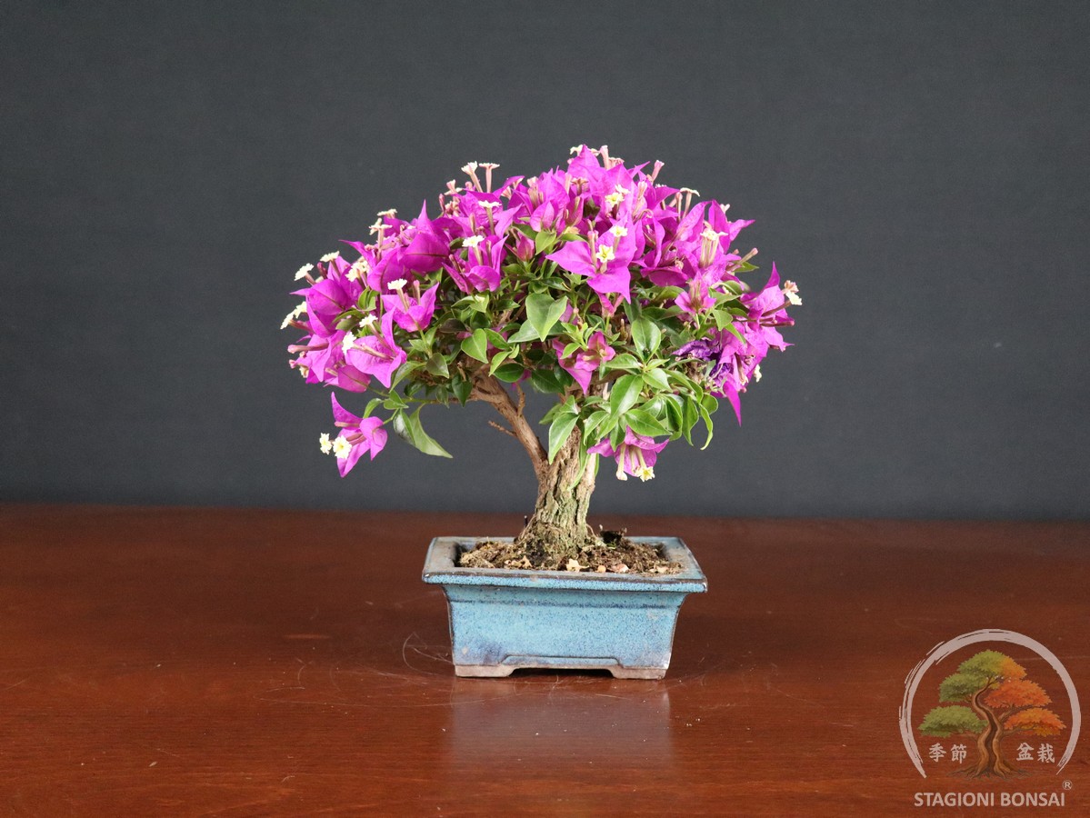 Bougainvillea Glabra - fascia 65 € - immagine 3