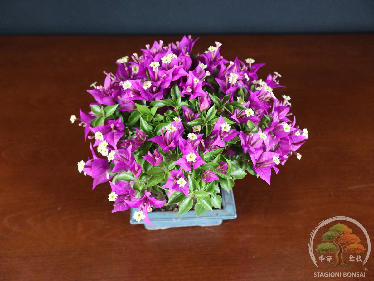 Bougainvillea Glabra - fascia 65 € - immagine 5