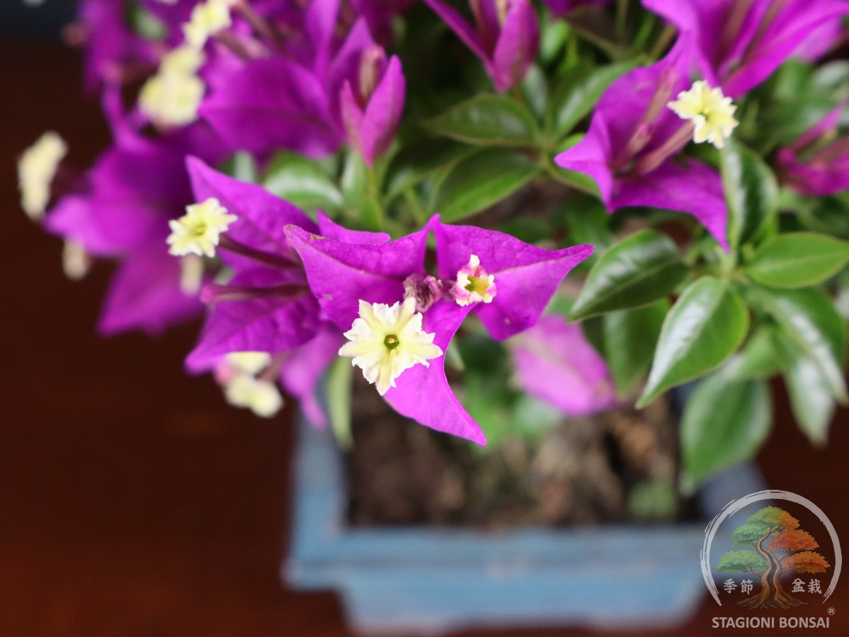 Bougainvillea Glabra - fascia 65 € - immagine 6