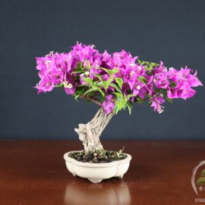 Bougainvillea Glabra - fascia 120 €