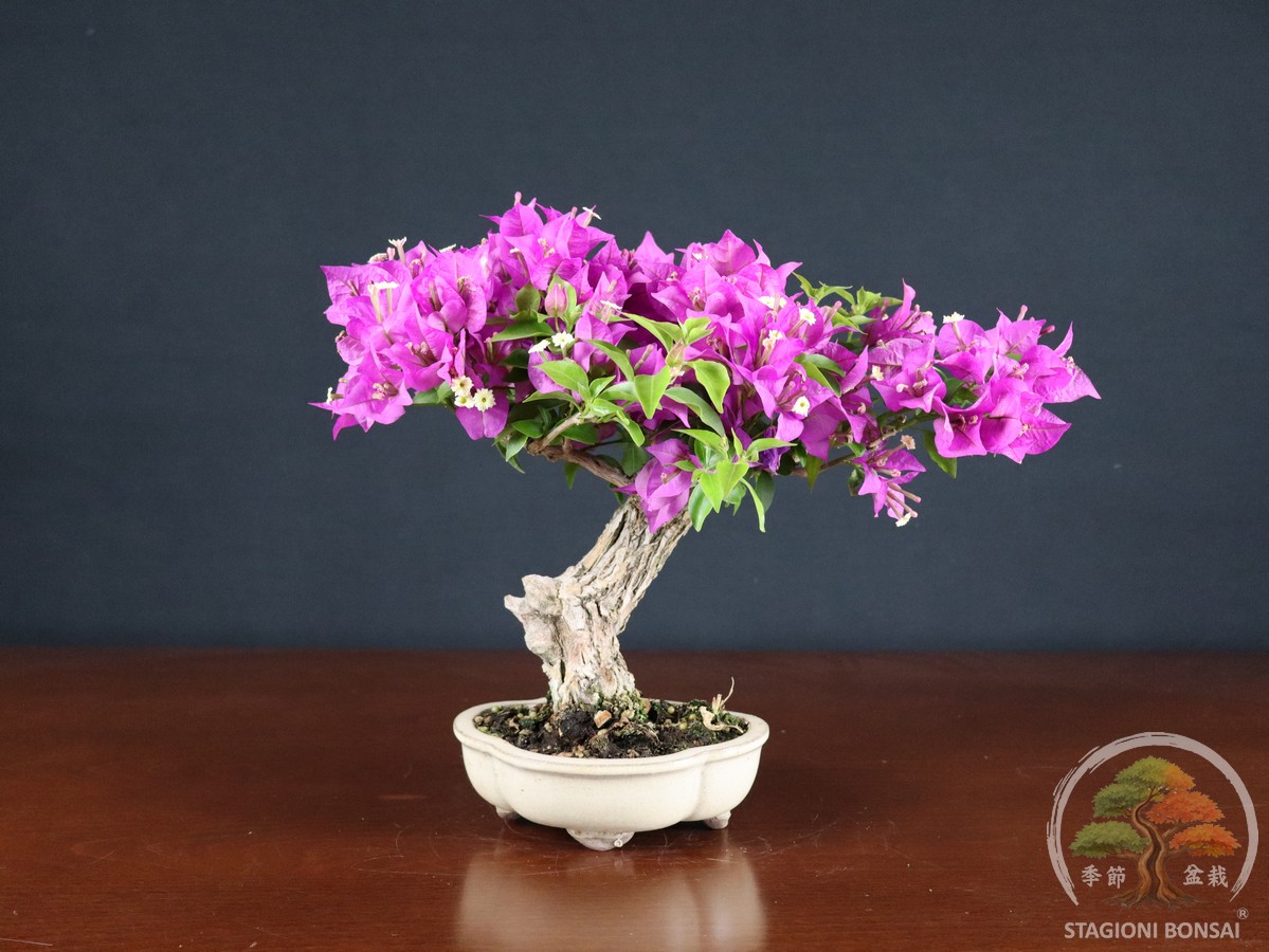Bougainvillea Glabra - fascia 120 €