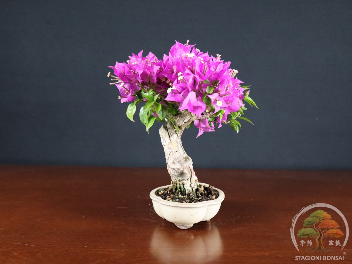 Bougainvillea Glabra - fascia 120 € - immagine 4