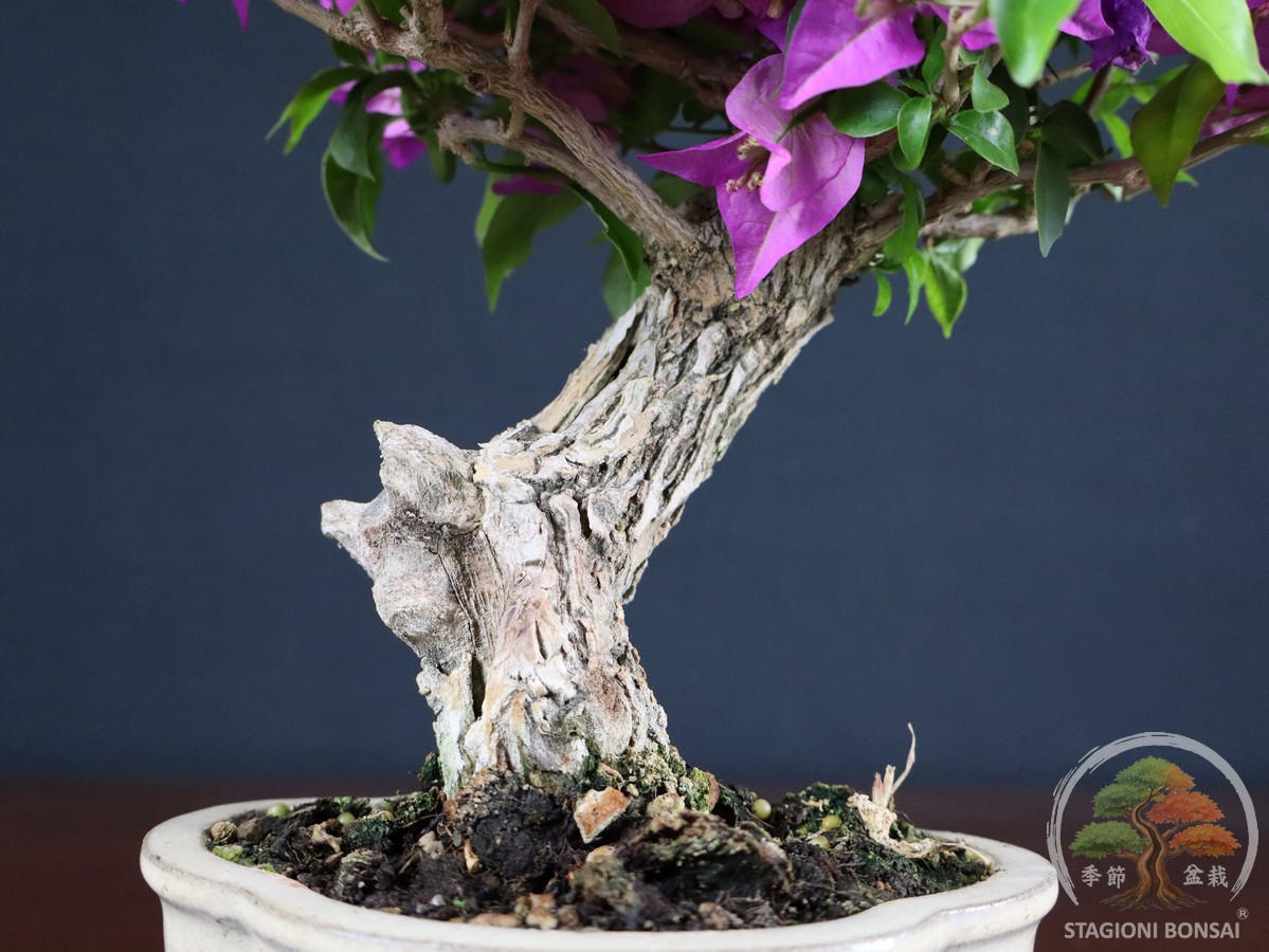 Bougainvillea Glabra - fascia 120 € - immagine 5