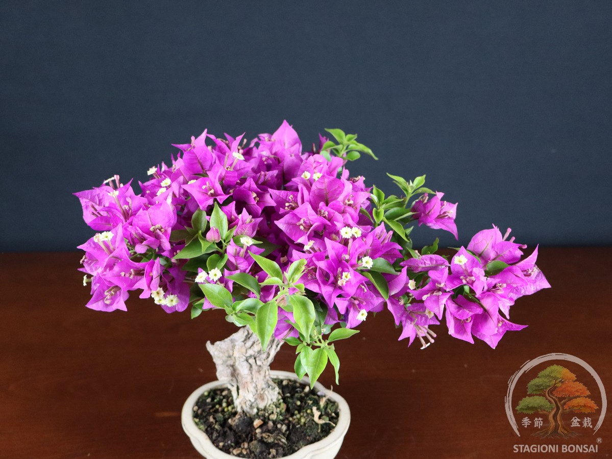 Bougainvillea Glabra - fascia 120 € - immagine 6