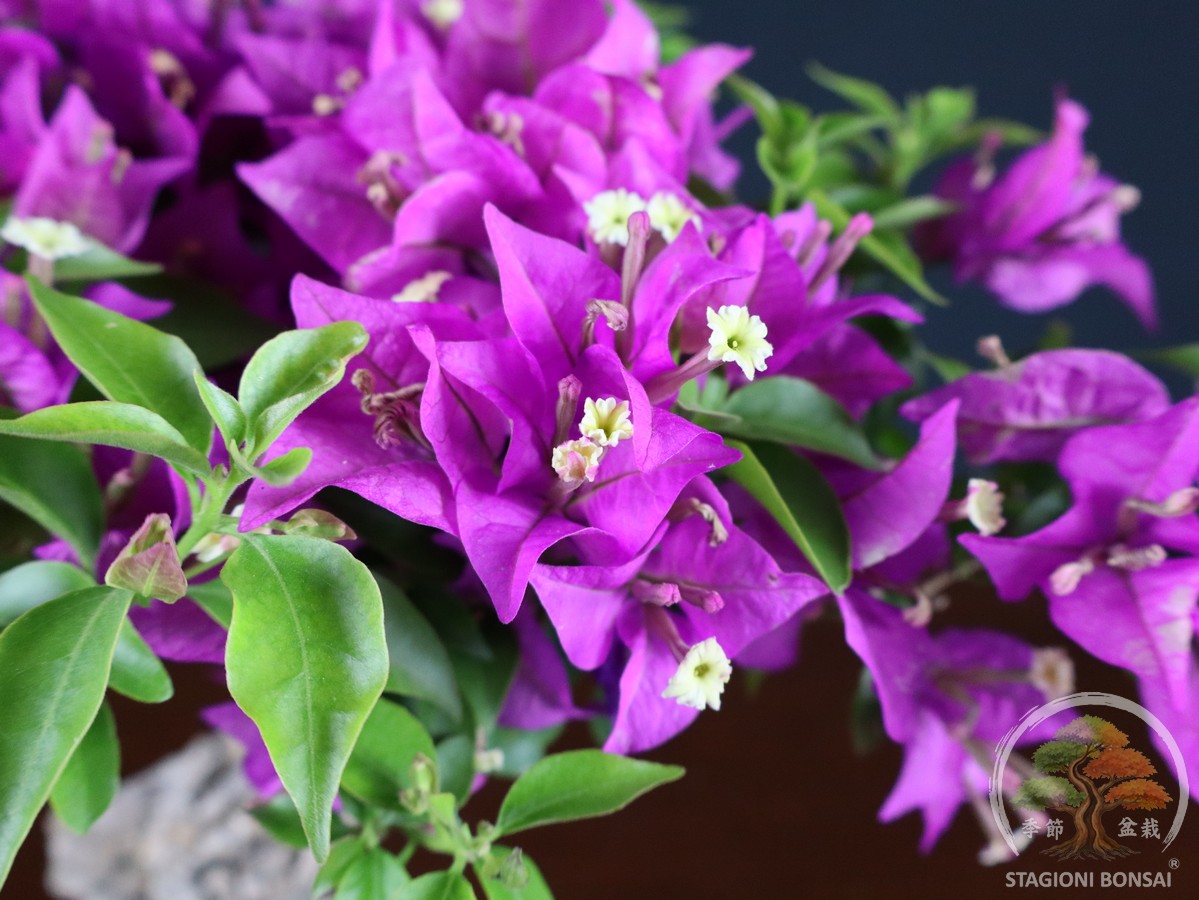 Bougainvillea Glabra - fascia 120 € - immagine 7