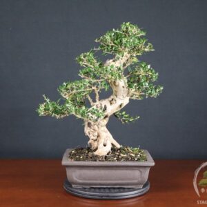 Olivastro - Olea europaea sylvestris (26-068)