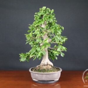 Carpino bianco - Carpinus betulus (26-070)