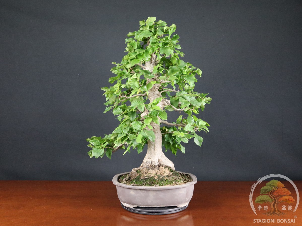 Carpino bianco - Carpinus betulus (26-070)