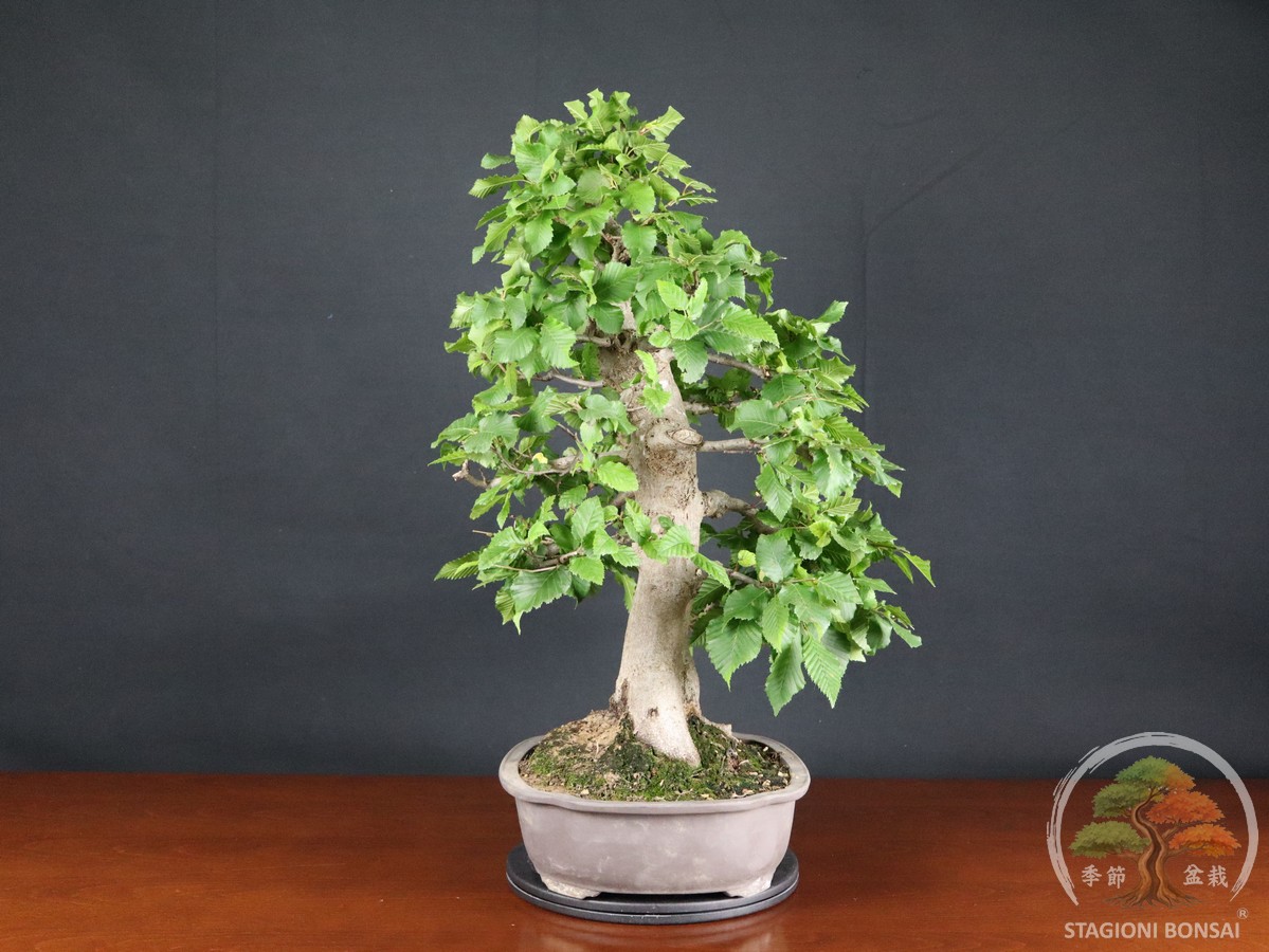 Carpino bianco - Carpinus betulus (26-070) - immagine 2