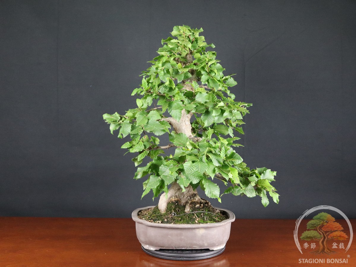 Carpino bianco - Carpinus betulus (26-070) - immagine 3