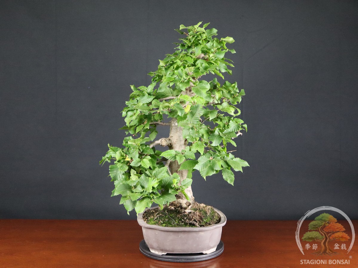 Carpino bianco - Carpinus betulus (26-070) - immagine 4