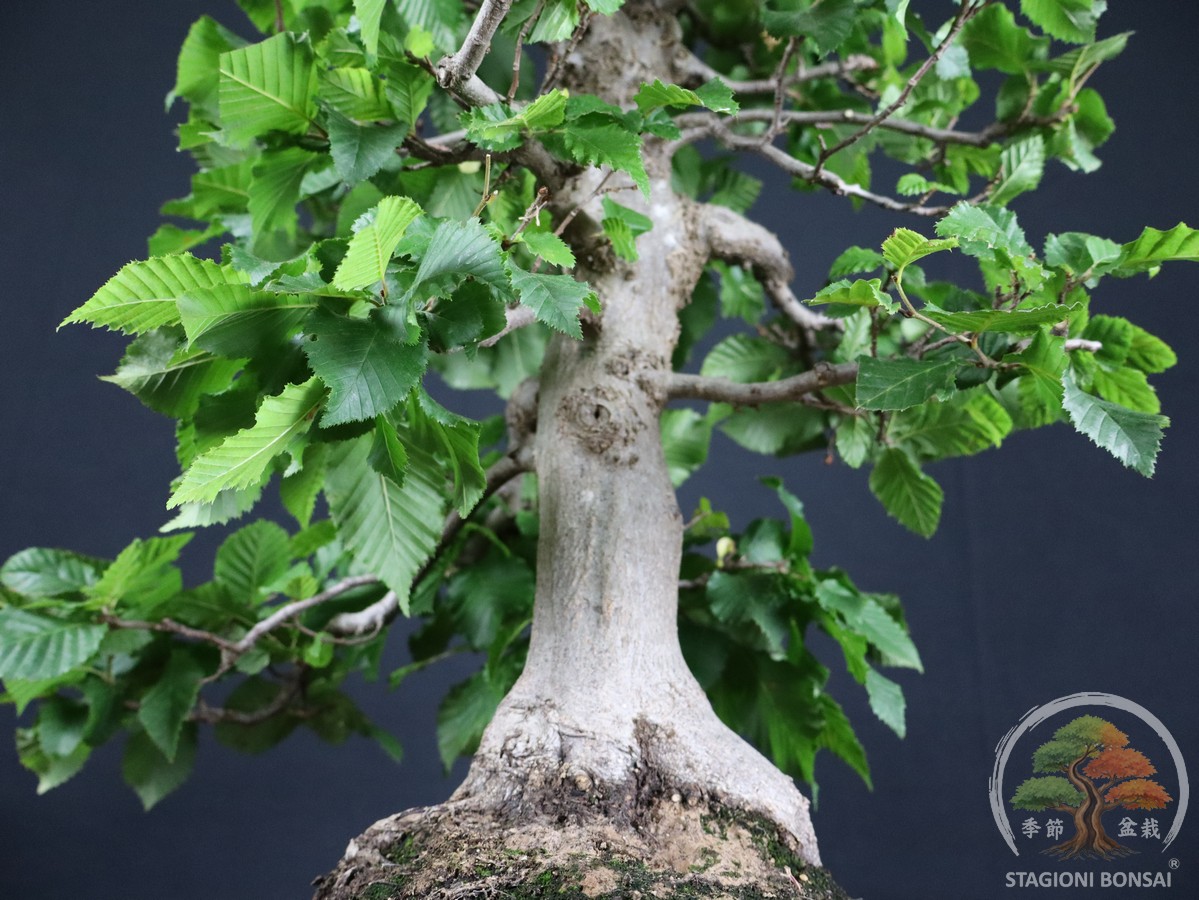 Carpino bianco - Carpinus betulus (26-070) - immagine 5