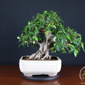 Ficus retus - circa 30 anni - Esemplare unico (26-071)