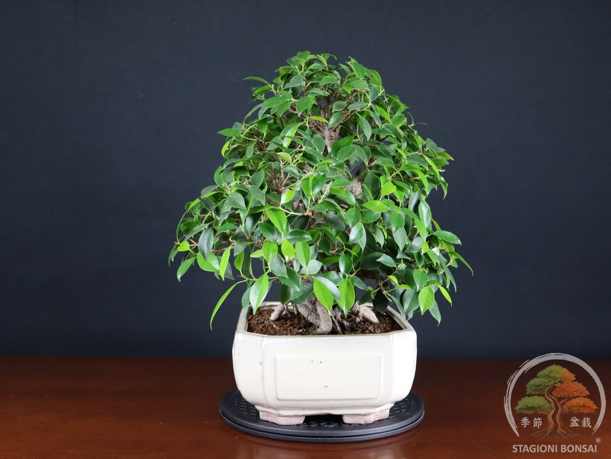 Ficus retus - circa 30 anni - Esemplare unico (26-071) - immagine 2