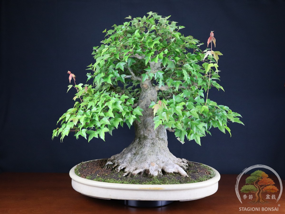 Acero Tridente (Kaede) - Acer Buergerianum (26-069) - immagine 2