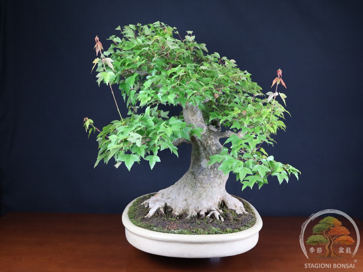 Acero Tridente (Kaede) - Acer Buergerianum (26-069) - immagine 3