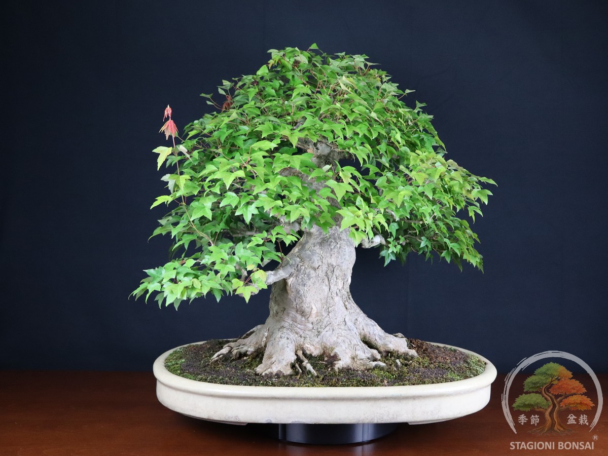 Acero Tridente (Kaede) - Acer Buergerianum (26-069) - immagine 4