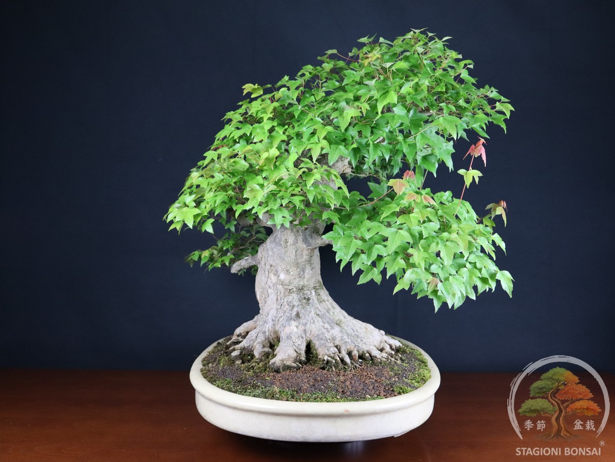 Acero Tridente (Kaede) - Acer Buergerianum (26-069) - immagine 5