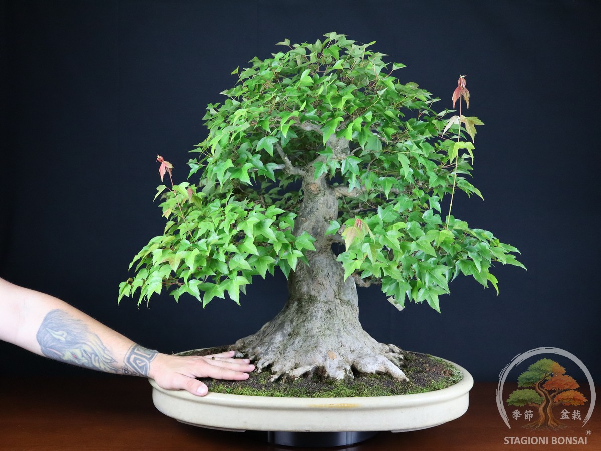 Acero Tridente (Kaede) - Acer Buergerianum (26-069) - immagine 6