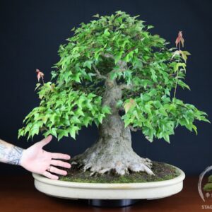 Acero Tridente (Kaede) - Acer Buergerianum (26-069)
