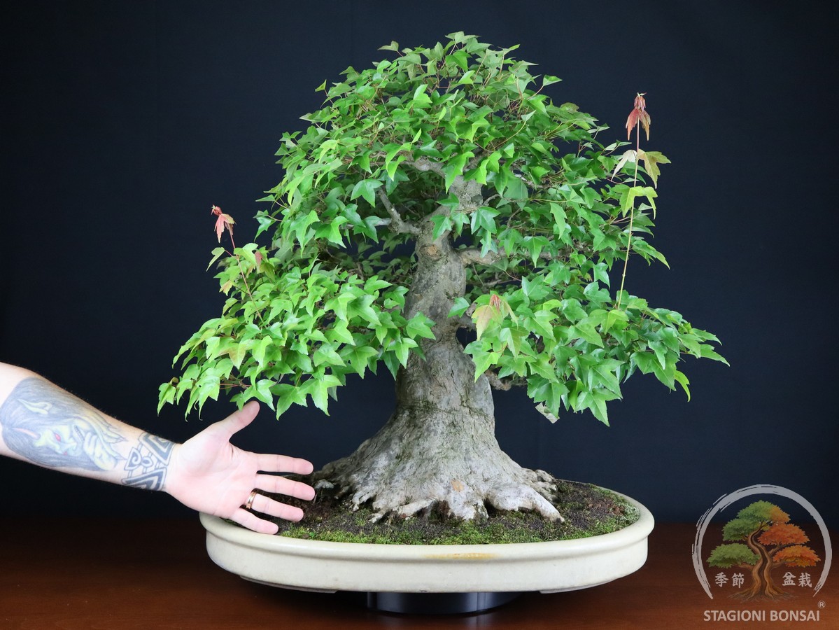 Acero Tridente (Kaede) - Acer Buergerianum (26-069)