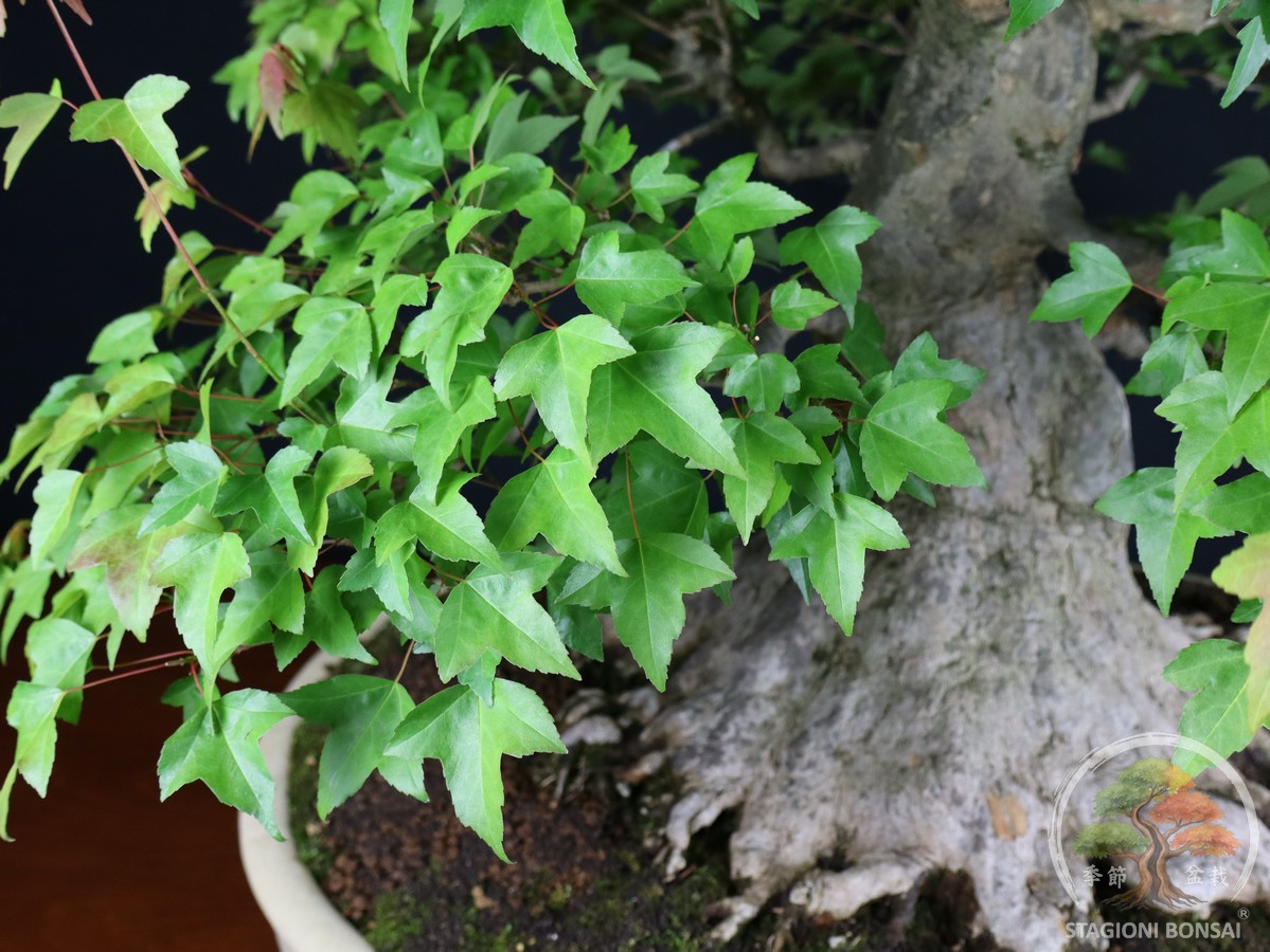 Acero Tridente (Kaede) - Acer Buergerianum (26-069) - immagine 8