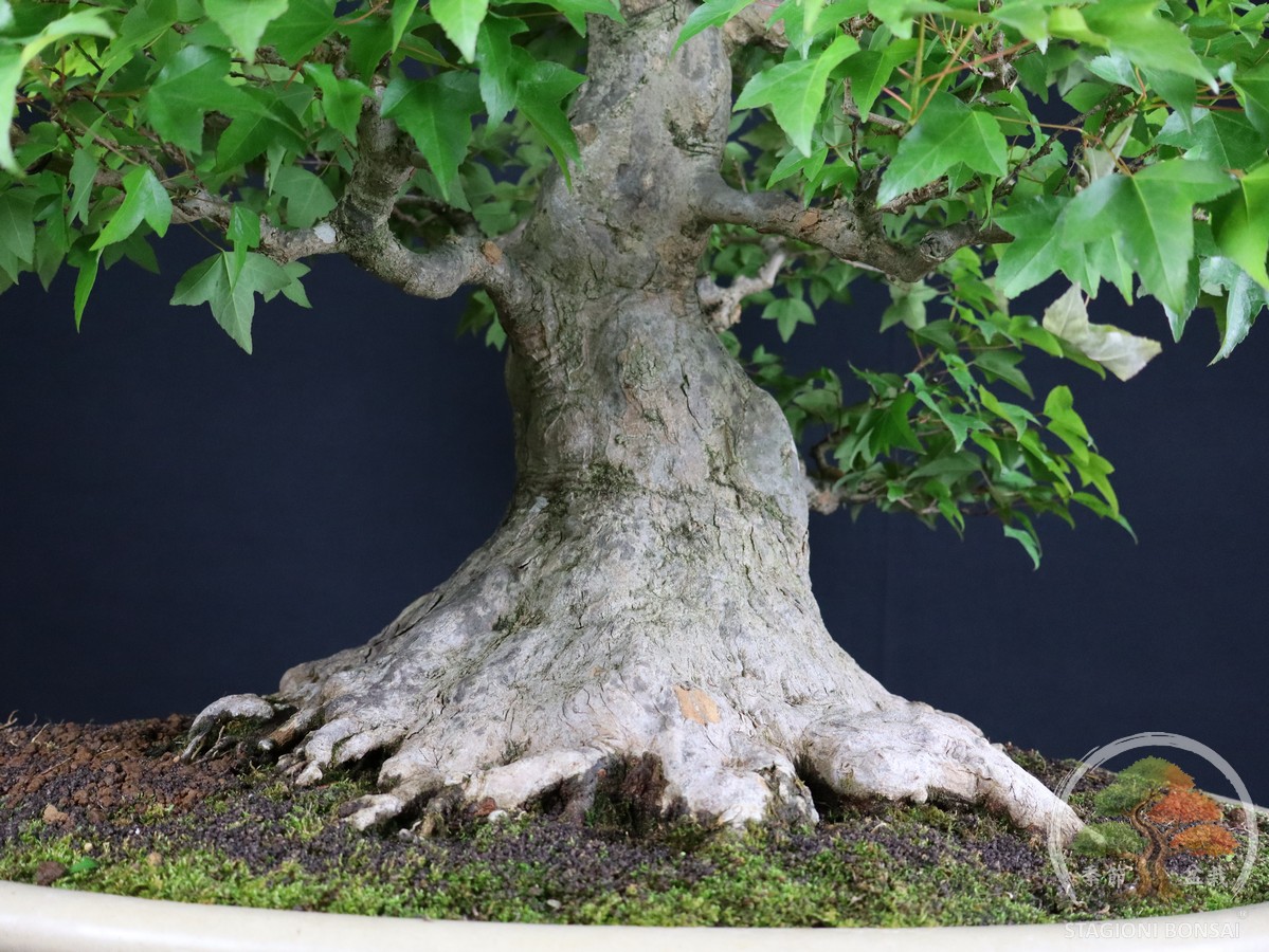 Acero Tridente (Kaede) - Acer Buergerianum (26-069) - immagine 10